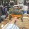 comment-small-img
