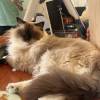 comment-small-img