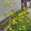 comment-small-img