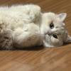 comment-small-img