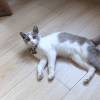 comment-small-img
