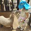 comment-small-img