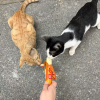 comment-small-img