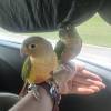 comment-small-img
