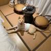 comment-small-img
