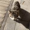 comment-small-img