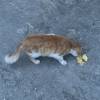 comment-small-img
