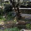 comment-small-img