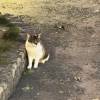 comment-small-img