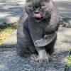 comment-small-img