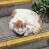 comment-small-img