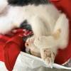 comment-small-img