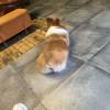 comment-small-img