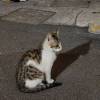 comment-small-img