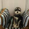 comment-small-img