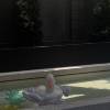 comment-small-img