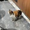 comment-small-img