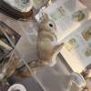 comment-small-img
