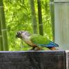 comment-small-img