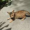comment-small-img