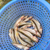 comment-small-img