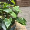 comment-small-img