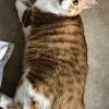 comment-small-img