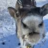 comment-small-img