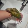 comment-small-img
