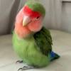 comment-small-img