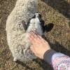 comment-small-img