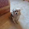 comment-small-img