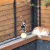 comment-small-img