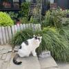 comment-small-img