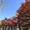 comment-small-img