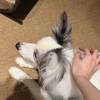comment-small-img