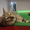 comment-small-img