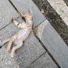comment-small-img