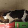 comment-small-img