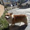 comment-small-img