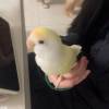 comment-small-img