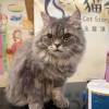 comment-small-img
