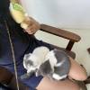 comment-small-img