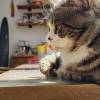comment-small-img