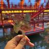 comment-small-img