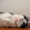 comment-small-img