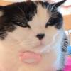 comment-small-img