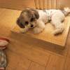 comment-small-img