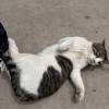 comment-small-img