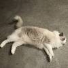 comment-small-img